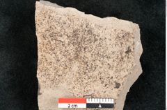 Foto (Detailansicht) von Chara meriani Braun (NHMW-GEO-2024-0188-6719)